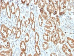COX-2 Antibody (COX2/3320R) - Azide and BSA Free, Novus Biologicals 100 &mu;g | Buy Online | Novus Biologicals | Fisher Scientific